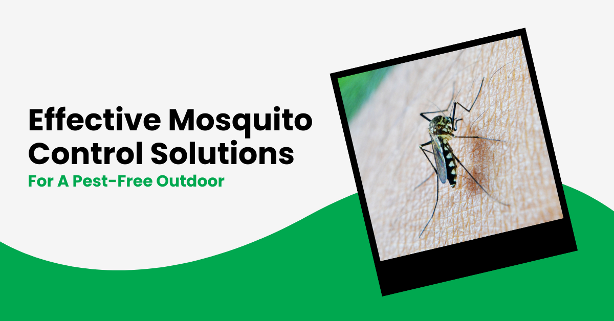 Effective Mosquito Control Solutions for a Pest-Free Outdoor