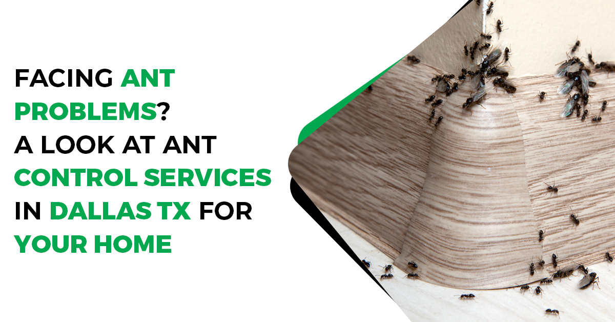 Ant Control in Dallas | Preston Pest Service Solutions