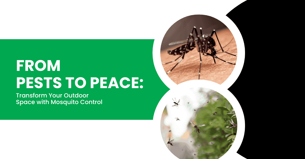 Transform Outdoor Spaces with Mosquito Control Solutions