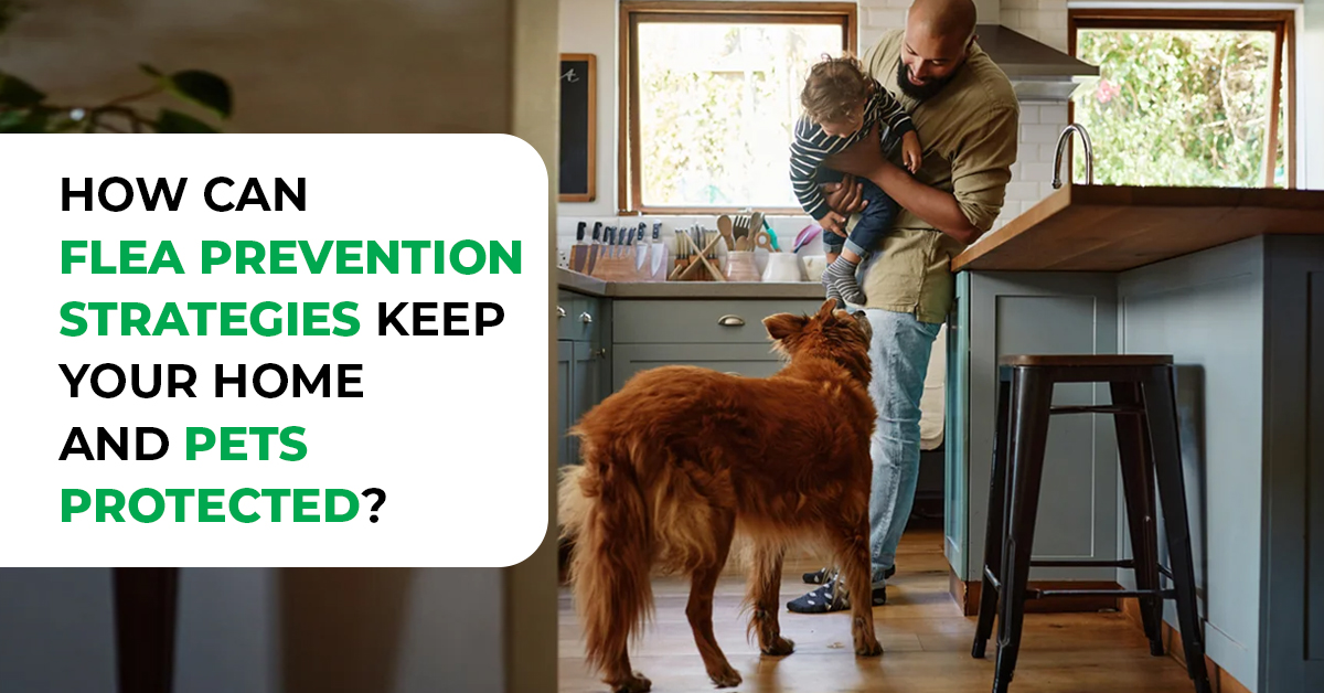 Effective Flea Prevention Tips for a Protected Home and Happy Pets