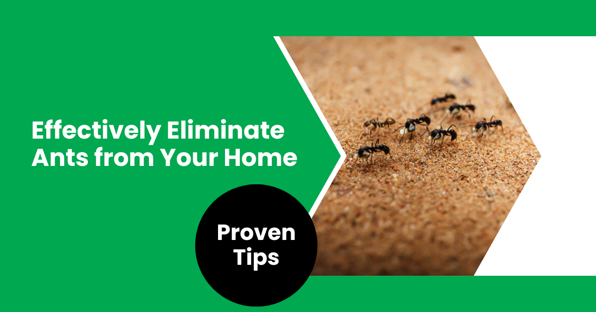 Proven Tips to Effectively Eliminate Ants from Your Home