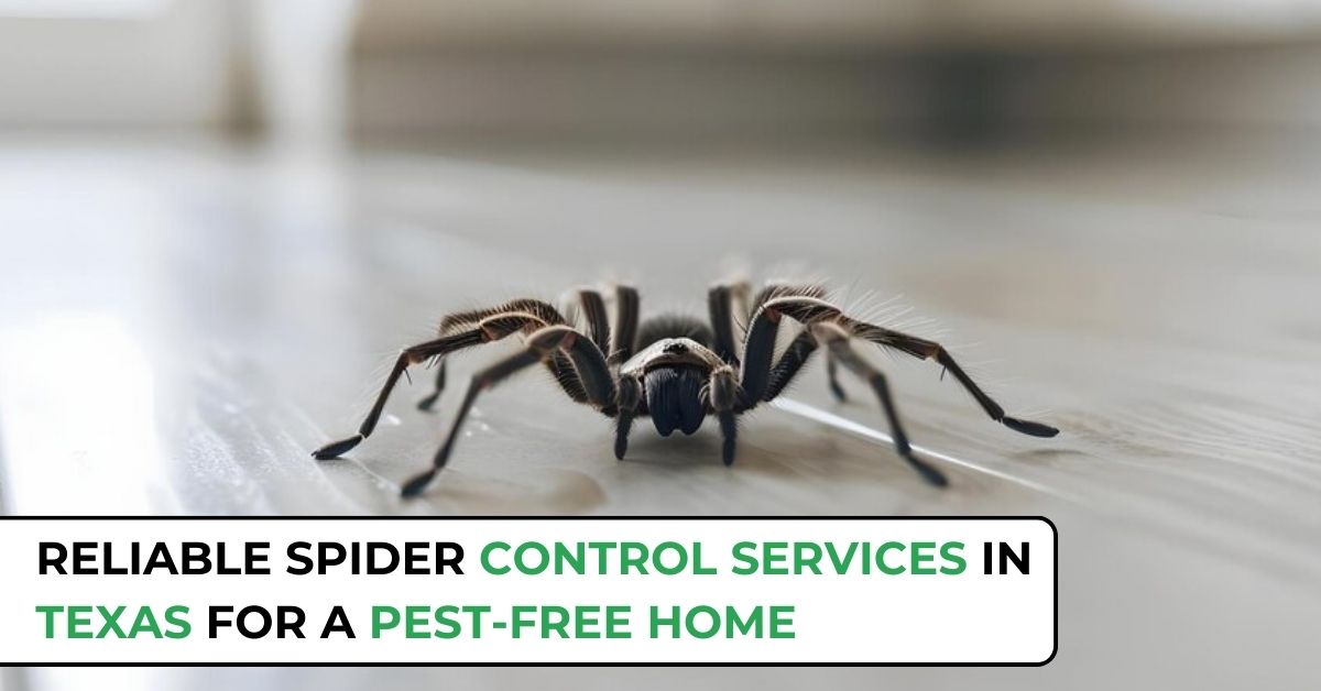 Spider Control Texas | Professional Spider Removal Service