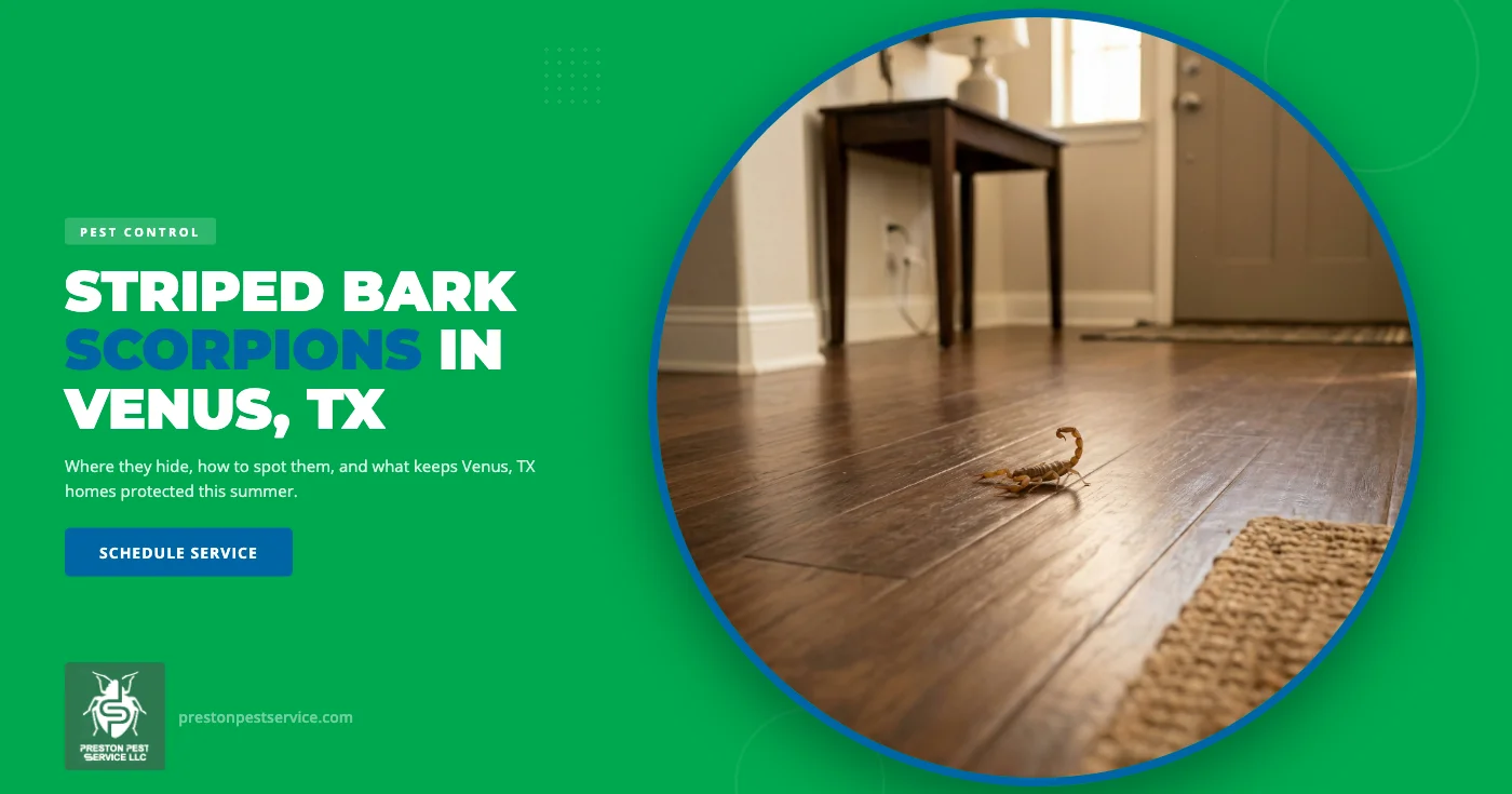 Striped Bark Scorpions in Venus, TX: Summer Activity & What to Do