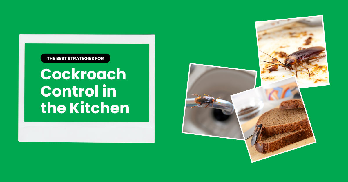 The Best Strategies for Cockroach Control in the Kitchen