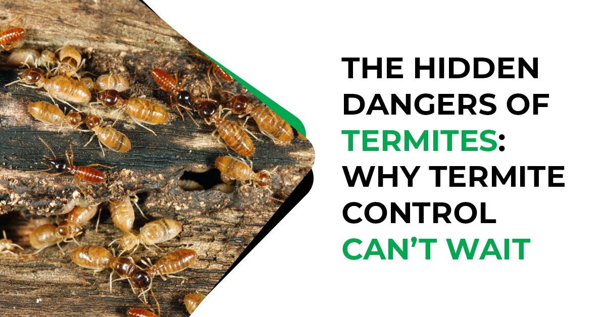 Termite Inspection Near Dallas, TX – Protect Your Property from Termites