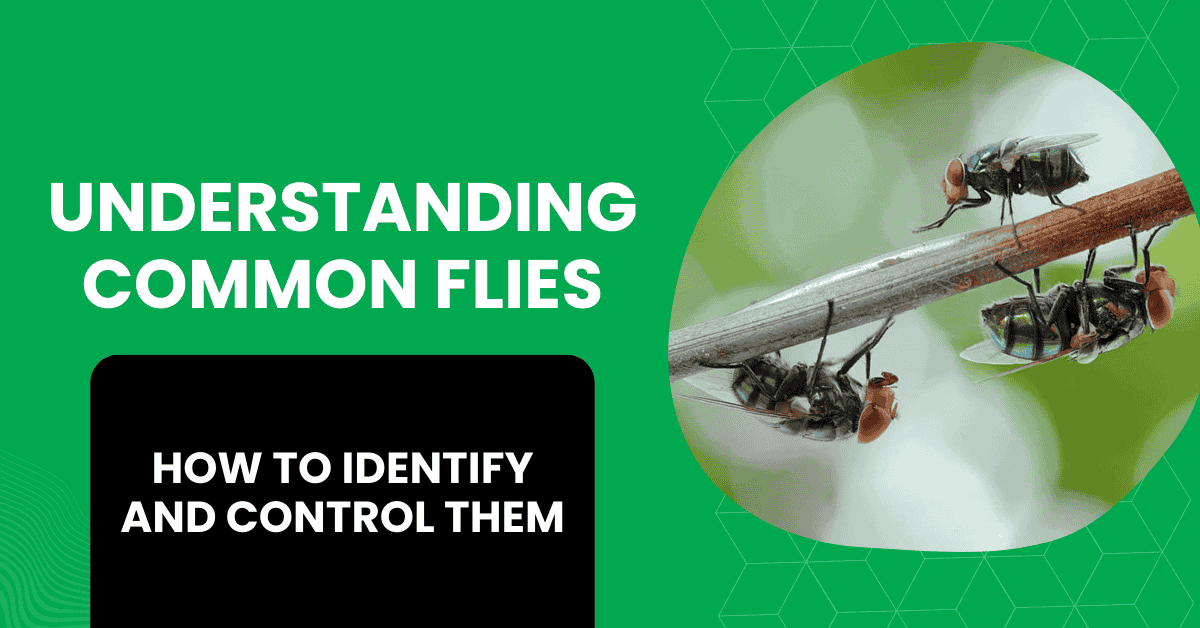 How to Identify and Effectively Control Common Flies
