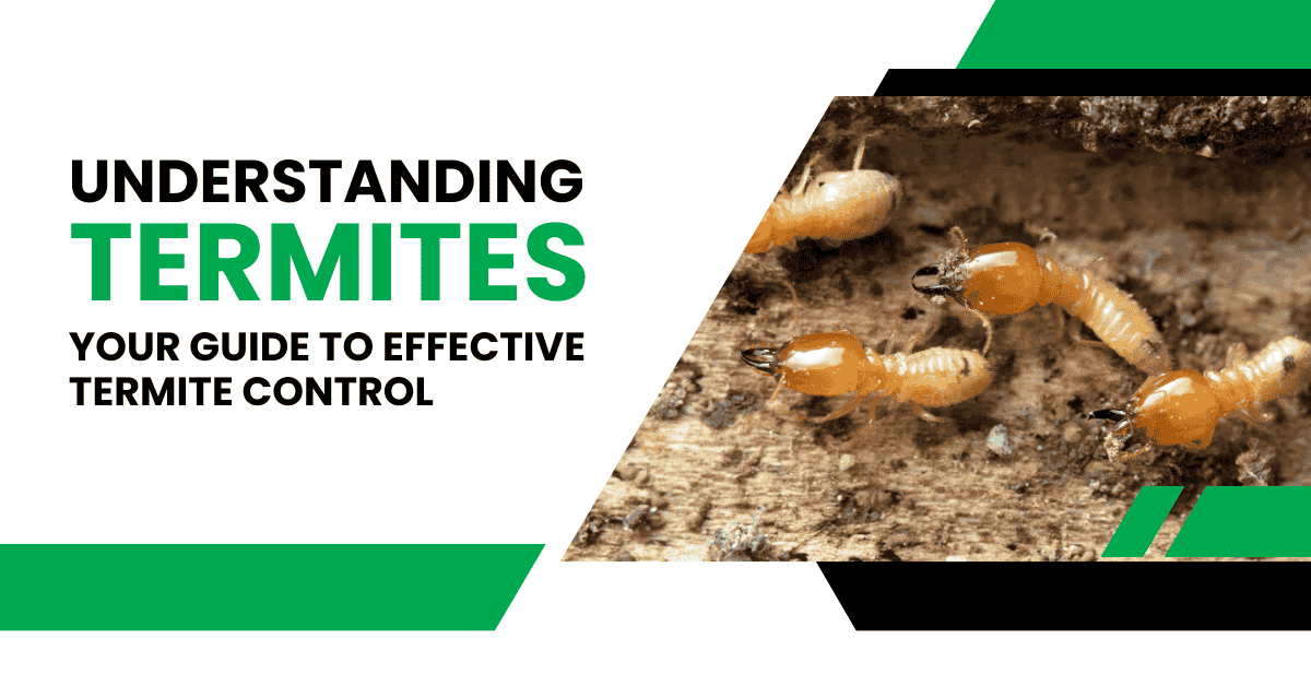 Understanding and Managing Termites: A Complete Guide