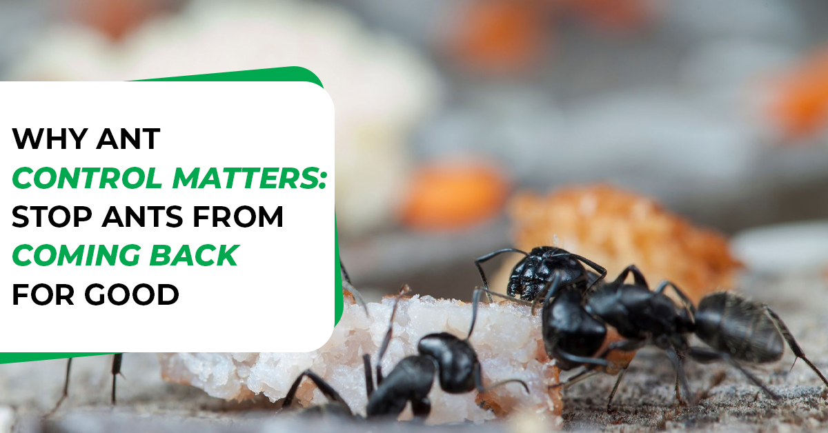 Stop Ant Infestations with Professional Ant Control