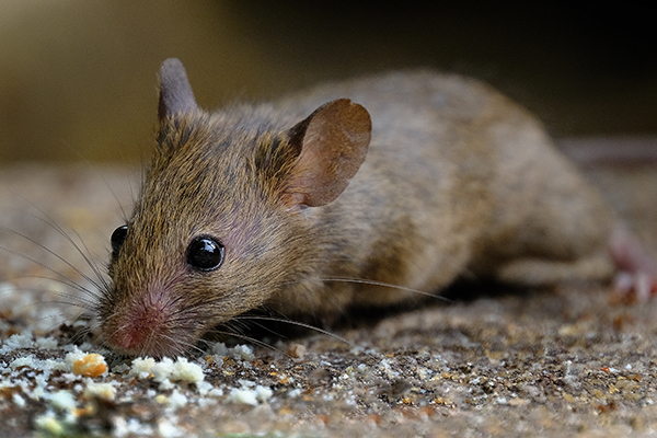 Kingsman Exterminators providing professional mice control services.