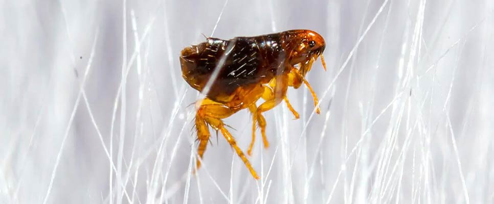 Flea control service in Perth