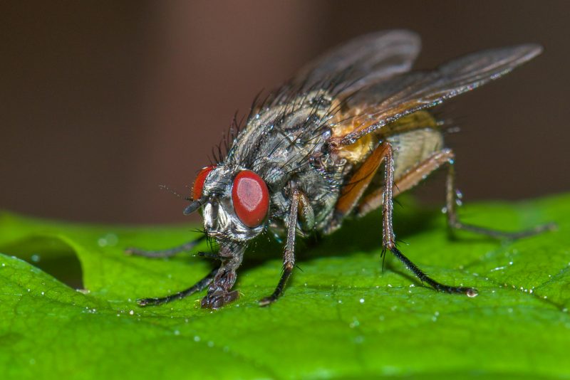 a close up image of a fly
