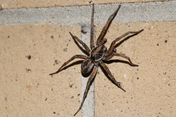 A brown spider with long legs