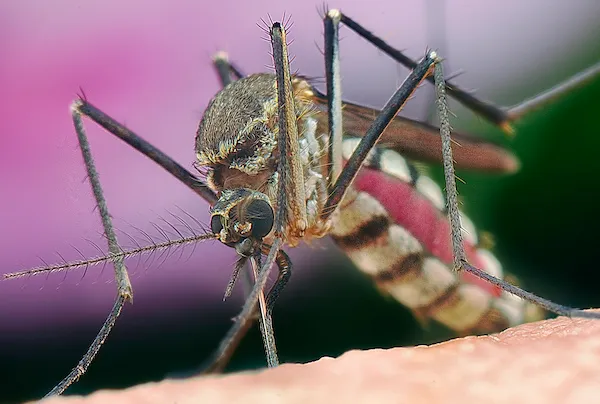 Close-up of a small mosquito