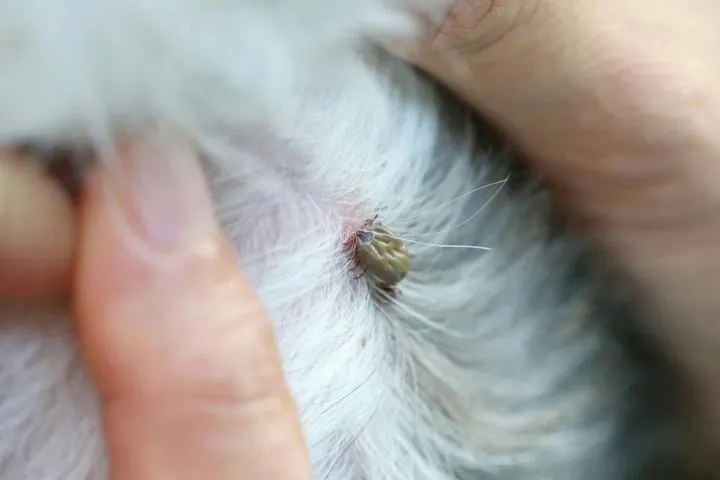 A close-up of a tick embedded in an animal's white fur with skin visible.