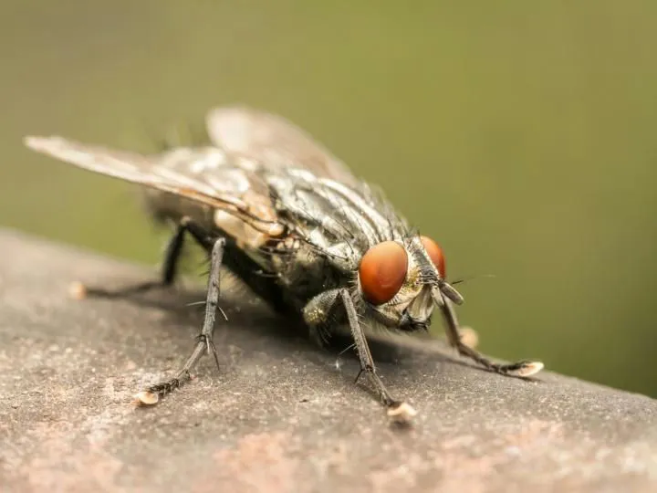 Close-up of a housefly 