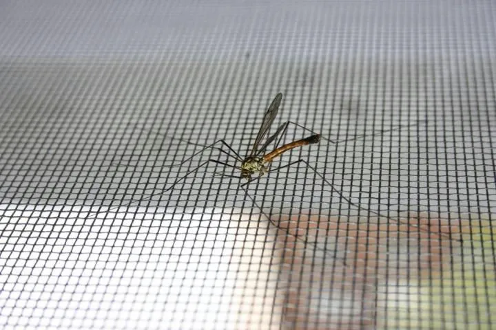 Close-up of a small mosquito