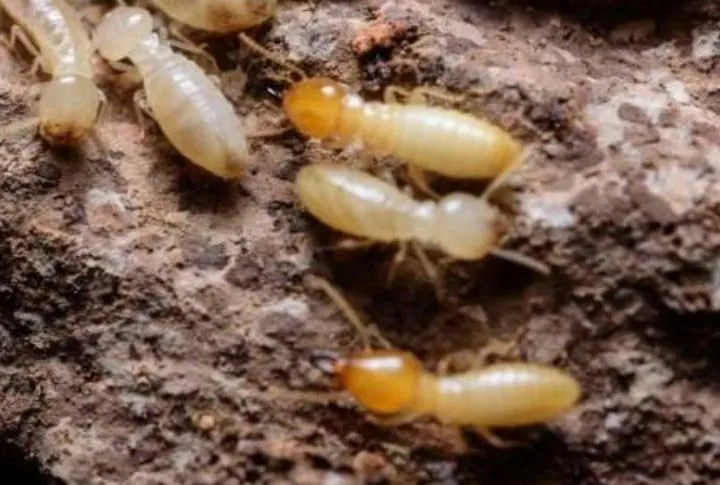 Close-up of several termites on a textured surface