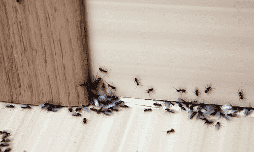 Professional pest control service in action.