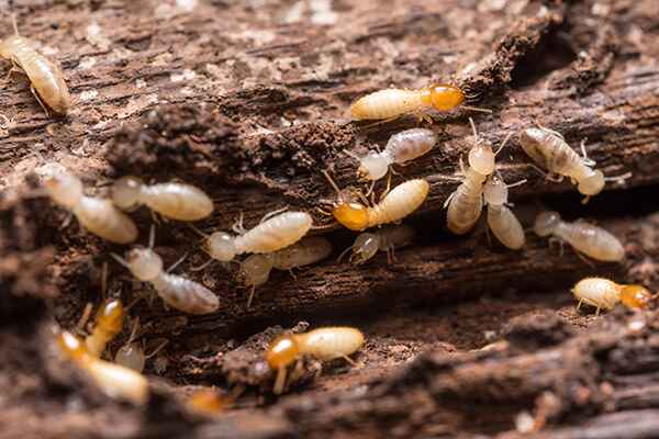 Close-up image of termites damaging wooden structures.